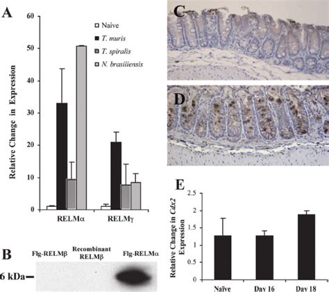 Relm And Relm Are Induced By Host Th Mediated Immune Responses