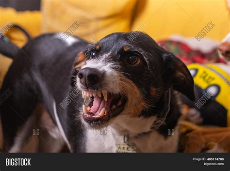 Beautiful Dog Angry Image & Photo (Free Trial) | Bigstock