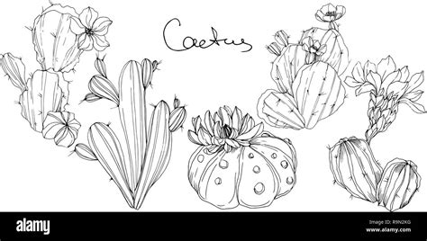 Vector Cacti Floral Botanical Flower Black And White Engraved Ink Art