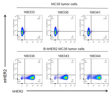 B Hher2 Mc38biocytogen Pharmaceuticals Beijing Co Ltdbiocytogen