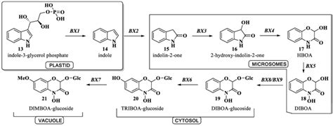 Schematic Representation Of The Biosynthetic Pathway Of Benzoxazinones