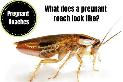 Pregnant Roach Identification And Control - A Visual Guide - The ...