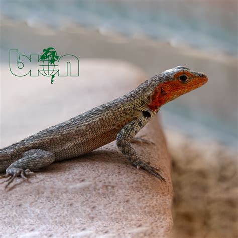 Galapagos Lava Lizard Microlophus Albemarlensis BION Terrarium Center