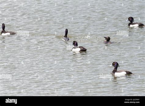 Group Of Male Tufted Ducks Aythya Fuligula Surrounding A Single