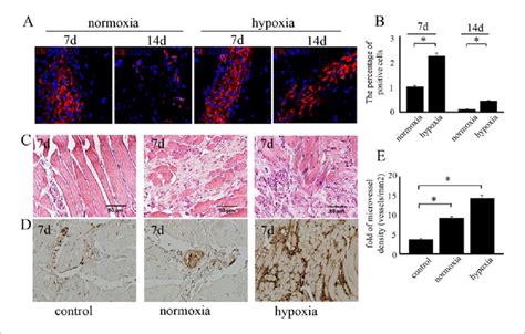 Hypoxic Pretreatment Enhances The Viability Of Bm Mscs In Vivo A