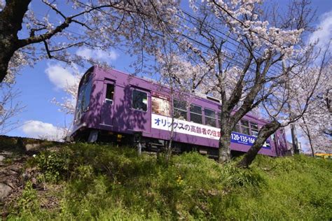 嵐電桜のトンネルは2020年〜しばらくライトアップ休止です 鉄道旅のガイド