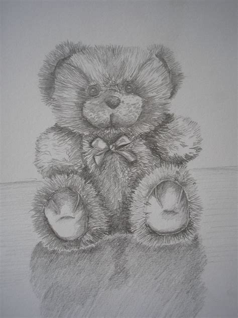 Teddy Bear Drawings Pencil Sovereign Profile Lightbox