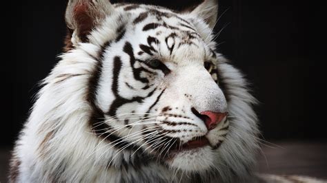 Animals Open Mouth Tiger White Tigers Nature Blue Eyes Hd