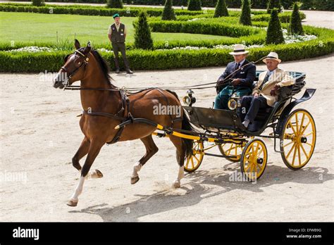 Hackney Carriage Horse Hi Res Stock Photography And Images Alamy