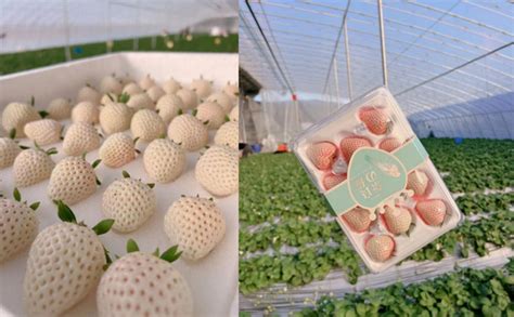 Horti Daily On Twitter Growing White Strawberries Organically Leads