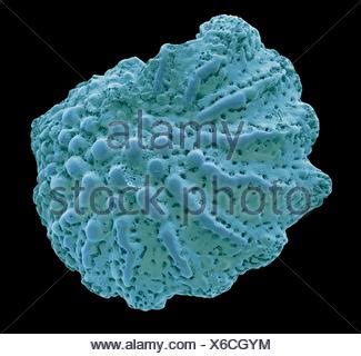 Foraminiferan Color An Lisis Micrograf A De Electrones Sem De Una