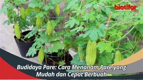 Budidaya Pare Cara Menanam Pare Yang Mudah Dan Cepat Berbuah Biotifor