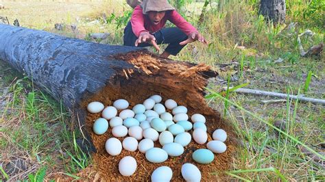 Best Hand Fishing Pick A Lots Of Ducks Eggs Under Tree Stump By Hand