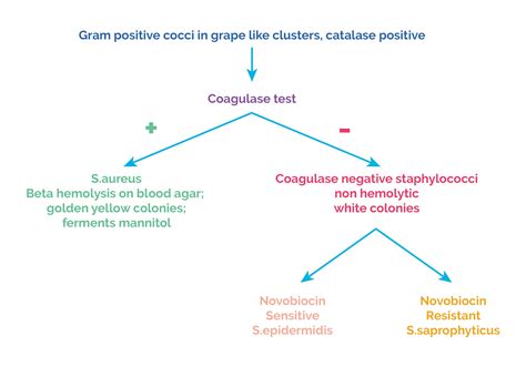 Staphylococcus Aureus Catalase Test