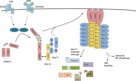 Frontiers BCL10 Bridging CARDs To Immune Activation