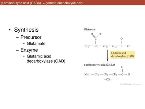 PPT Chapter 7 Glutamate And GABA PowerPoint Presentation Free