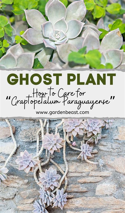 Ghost Plant Guide How To Care For Graptopetalum Paraguayense Ghost