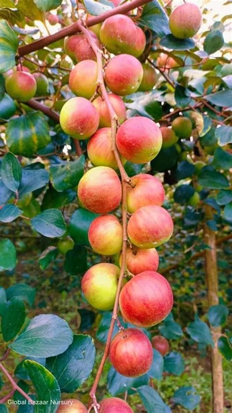 Online Plant Bazar Kashmiri Red Apple Ber Ball Sundari Live Plant B