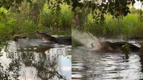 Jacar E Sucuri Travam Briga Por Mais De Duas Horas No Pantanal Vgn