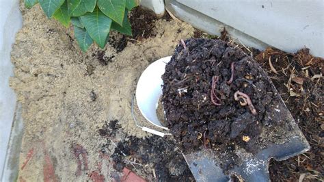 How To Set Up A Dog Poo Worm Farm | Treading My Own Path | Less waste ...