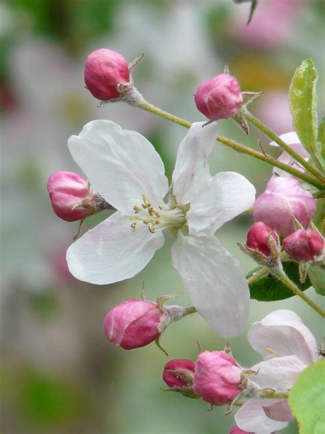 图片素材 科 厂 白色 水果 花瓣 盛开 餐饮 弹簧 生产 植物学 粉 植物群 灌木 闻 美丽 芽 苹果树