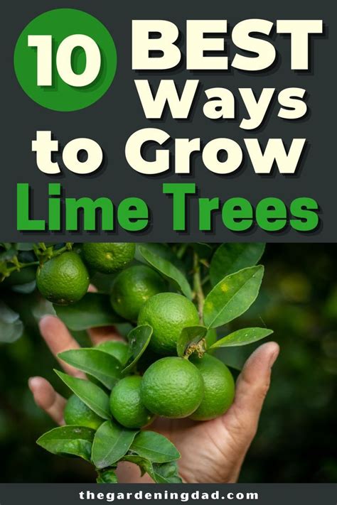 How To Grow Lime Trees In Pots Easy Tips Potted Trees Lime Tree