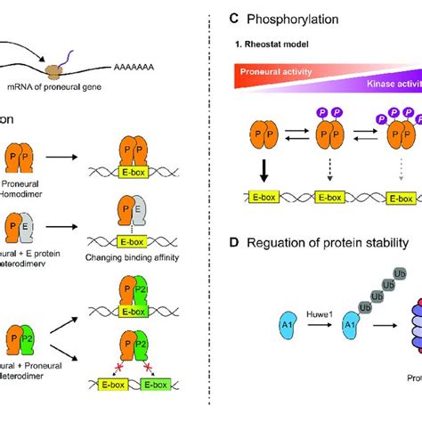 Epigenetic Regulation Of Proneural Transcription Factor Activity A