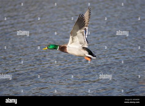 mallard duck  flight  water stock photo alamy