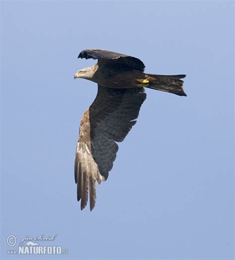 Milvus migrans Pictures, Black Kite Images, Nature Wildlife Photos ...