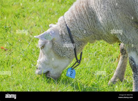 Sheep Eating Grass Stock Photo - Alamy