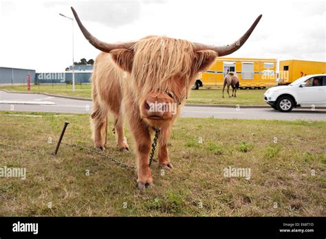 A highland red cow belonging to a travelling circus tethered at the ...