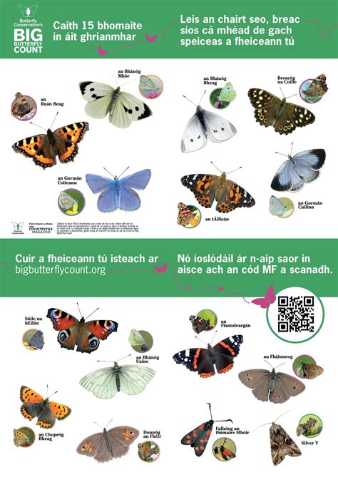 Butterfly Conservation Devon