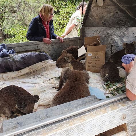 Kangaroo Island Wildlife Park Rescue Centre - Kangaroo Island Wildlife Park