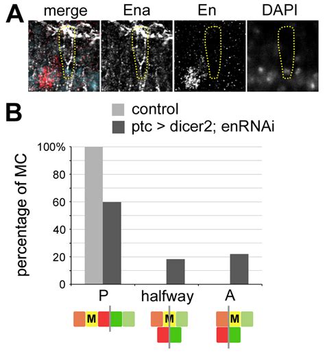 De Novo Expression Of En In The Mixer Cell Controls Mixing A