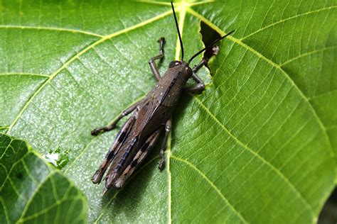 Images By Christine Walsh Australian Insects