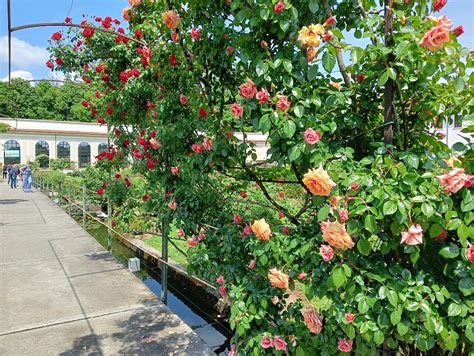 Il Roseto Della Villa Reale Di Monza Mondorama