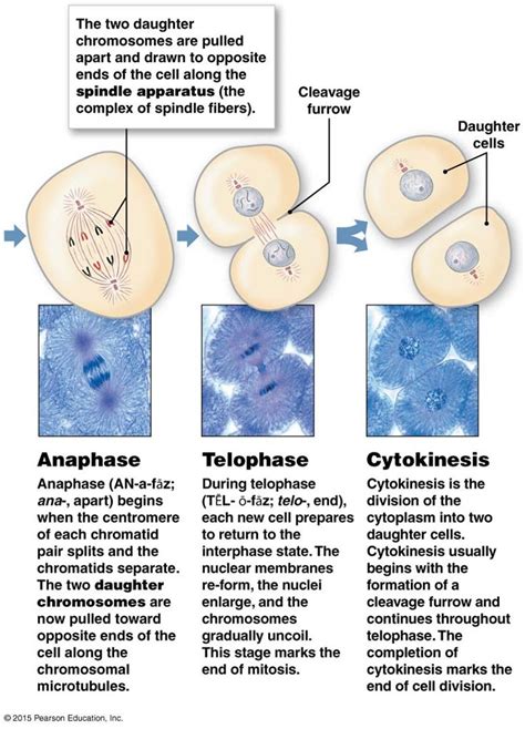 Mitosis And Cytokinesis Biology Notes Human Anatomy And Physiology