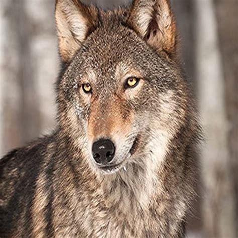 Amazon.com: Journey of Greywolf : Greywolf: Digital Music