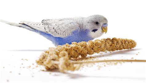 Parakeet Millet | Parakeet Food | Parakeets | Guide | Omlet US