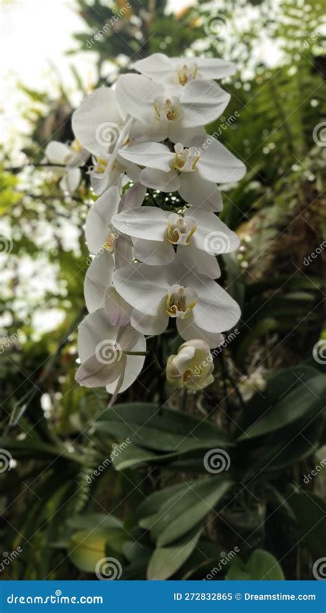 Phalaenopsis Amabilis Royalty-Free Stock Image | CartoonDealer.com ...