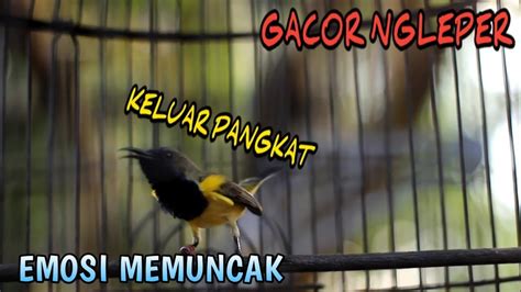 Sogon Gacor Berpangkat Pancingan Ampuh Untuk Semua Sogonsogon Gacor