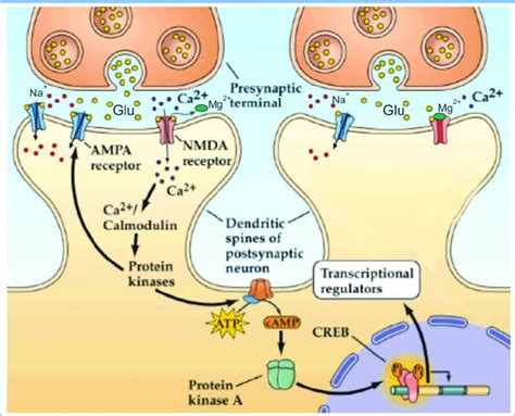 Special features of the NMDA receptor | Download Scientific Diagram