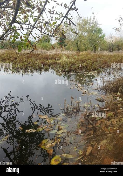 Tree Branches In Water Hi Res Stock Photography And Images Alamy