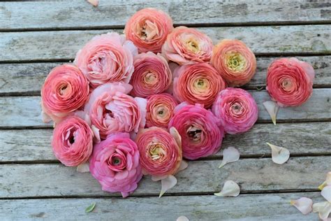 Ranunculus The Rose Of The Spring We Are All Excitedly Unwrapping Our