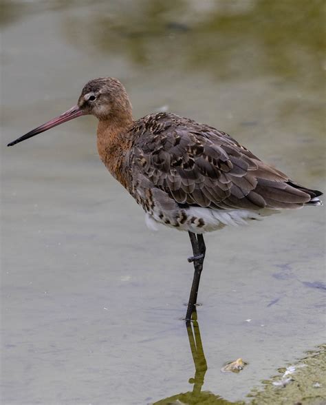 Black Tailed Godwit At Slimbridge Paul Graber Flickr