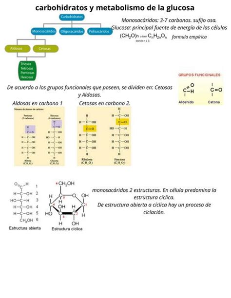 Carbohidratos Y Metabolismo De La Glucosa Javiera UDocz