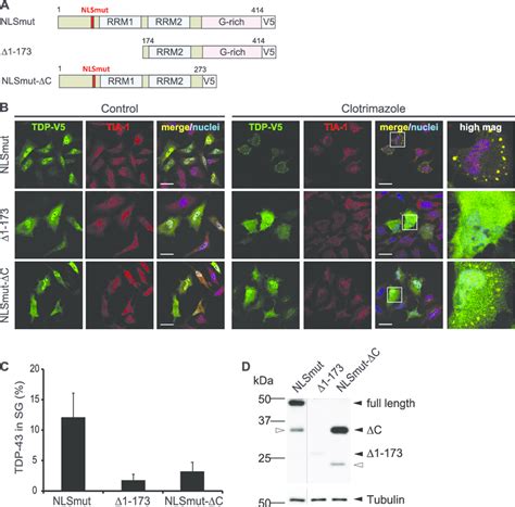 25 Kda C Terminal Fragment And A C Terminal Deletion Mutant Of Tdp 43