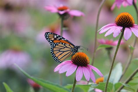 A Weekend Of Firsts Southern Indiana Butterflies And Wildlife