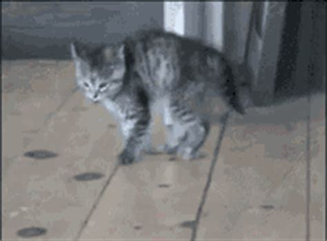 Cat Hissing GIFs | Tenor