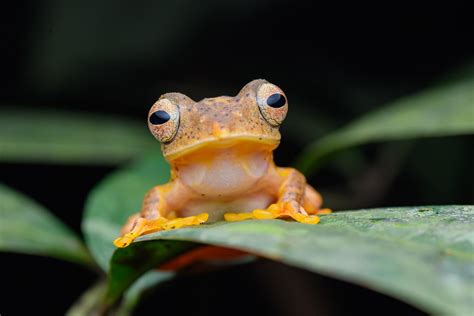 Red Webbed Treefrog Rhacophorus Rhodopus